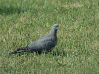 Columba palumbus 14, Houtduif, juvenile, Saxifraga-Piet Munsterman