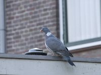 Columba palumbus 2, Houtduif, Saxifraga-Willem van Kruijsbergen