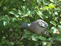 Columba palumbus 23, Houtduif, Saxifraga-Piet Munsterman