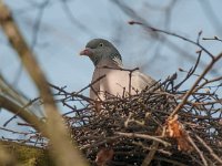 Columba palumbus 30, Houtduif, Saxifraga-Ab H Baas