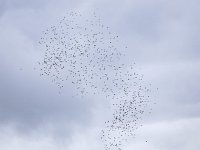 Columba palumbus 36, Houtduif, Saxifraga-Bart Vastenhouw