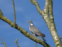 Columba palumbus 37, Houtduif, Saxifraga-Theo Verstrael