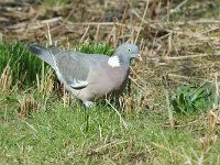 Columba palumbus 4, Houtduif, Saxifraga-Jan van der Straaten