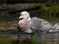 Columba palumbus 44, Houtduif, Saxifraga-Luuk Vermeer