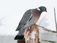 Columba palumbus 46, Houtduif, Saxifraga-Luuk Vermeer