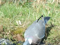 Columba palumbus 5, Houtduif, Saxifraga-Jan van der Straaten