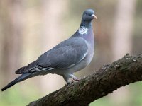 Columba palumbus 57, Houtduif, Saxifraga-Luuk Vermeer