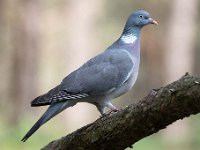 Columba palumbus 58, Houtduif, Saxifraga-Luuk Vermeer