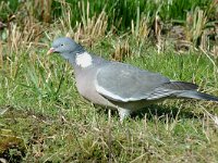 Columba palumbus 6, Houtduif, Saxifraga-Jan van der Straaten