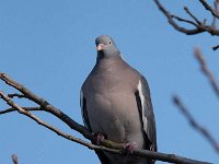 Columba palumbus 62, Houtduif, Saxifraga-Luuk Vermeer