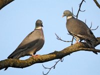 Columba palumbus 68, Houtduif, Saxifraga-Hans Dekker