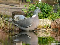 Columba palumbus 69, Houtduif, Saxifraga-Tom Heijnen