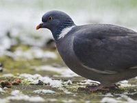 Columba palumbus 73, Houtduif, Saxifraga-Tom Heijnen