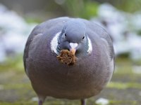 Columba palumbus 74, Houtduif, Saxifraga-Tom Heijnen