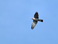 Columba palumbus 78, Houtduif, Saxifraga-Tom Heijnen