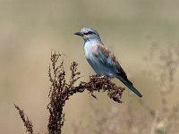 coracias garrulus, scharrelaar, european roller  coracias garrulus, scharrelaar, european roller : European Roller, Hongarije, Kleine Hortogaby, Little Hortobagy, Maygar, Natura 2000, Scharrelaar, Ungarn, agrarisch landschap, agricultural landscape, akkergebied, beautiful, beschermd natuurgebied, bird, blauw, blue, colourfull, coracias garrulus, hungary, kleurrijk, mooi, poesta, protected area, pusta, resting, rustend, sitting, steppe, vogel, zittend