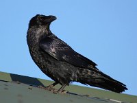 Corvus corax 13, Raaf, Saxifraga-Bart Vastenhouw