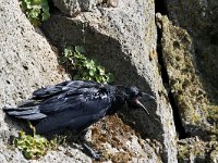 Corvus corax 15, Raaf, Saxifraga-Harry van Oosterhout