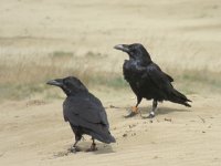 Corvus corax 23, Raaf, Saxifraga-Mark Zekhuis