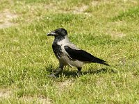 Corvus cornix 14, Bonte kraai, Saxifraga-Jan van der Straaten