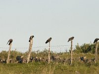 Corvus cornix 9, Bonte kraai, Saxifraga-Mark Zekhuis