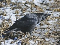 Corvus corone 17, Zwarte kraai, Saxifraga-Ab H Baas