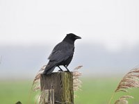 Corvus corone 34, Zwarte kraai, Saxifraga-Luuk Vermeer