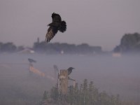 Corvus corone 37, Zwarte kraai, Saxifraga-Luuk Vermeer