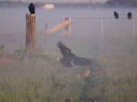 Corvus corone 40, Zwarte kraai, Saxifraga-Luuk Vermeer