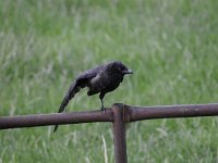 Corvus corone 41, Zwarte kraai, Saxifraga-Luuk Vermeer