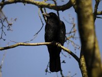 Corvus corone 44, Zwarte kraai, Saxifraga-Luuk Vermeer