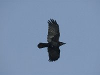 Corvus corone 6, Zwarte kraai, Saxifraga-Jan van der Straaten