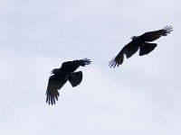 Corvus frugilegus 10, Roek, Saxifraga-Mark Zekhuis