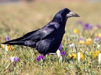 Corvus frugilegus 20, Roek, Saxifraga-Bart Vastenhouw