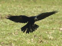 Corvus frugilegus 7, Roek, Saxifraga-Piet Munsterman