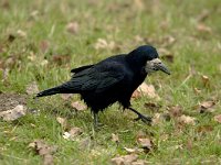 Corvus frugilegus 8, Roek, Saxifraga-Piet Munsterman