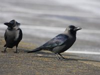 Corvus splendens 10, Huiskraai, Saxifraga-Bart Vastenhouw