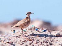 Cursorius cursor 10, Renvogel, Saxifraga-Bart Vastenhouw