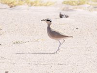 Cursorius cursor 13, Renvogel, Saxifraga-Bart Vastenhouw