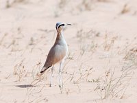 Cursorius cursor 7, Renvogel, Saxifraga-Bart Vastenhouw