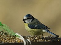 Cyanistes caeruleus 10, Pimpelmees, Saxifraga-Jan van der Straaten