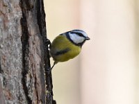 Cyanistes caeruleus 104, Pimpelmees, Saxifraga-Luuk Vermeer