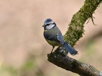 Cyanistes caeruleus 106, Pimpelmees, Saxifraga-Luuk Vermeer