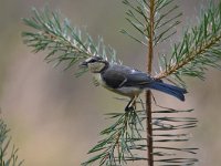 Cyanistes caeruleus 110, Pimpelmees, Saxifraga-Luuk Vermeer