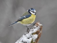 Cyanistes caeruleus 112, Pimpelmees, Saxifraga-Luuk Vermeer