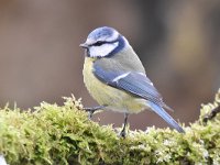 Cyanistes caeruleus 113, Pimpelmees, Saxifraga-Luuk Vermeer