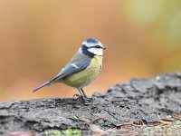 Cyanistes caeruleus 115, Pimpelmees, Saxifraga-Luuk Vermeer