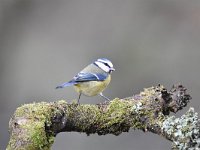 Cyanistes caeruleus 116, Pimpelmees, Saxifraga-Luuk Vermeer