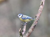 Cyanistes caeruleus 117, Pimpelmees, Saxifraga-Luuk Vermeer