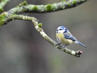 Cyanistes caeruleus 118, Pimpelmees, Saxifraga-Luuk Vermeer